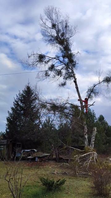 ✅Спил🪚 двуствольной березы🌳 большими частями✅ #Ар?