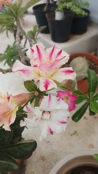 Adenium obesum unique color changing flowers #adenium #shorts