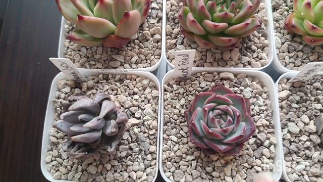 Кратенький обзорчик сукко-китайчат после посадки🌵👌