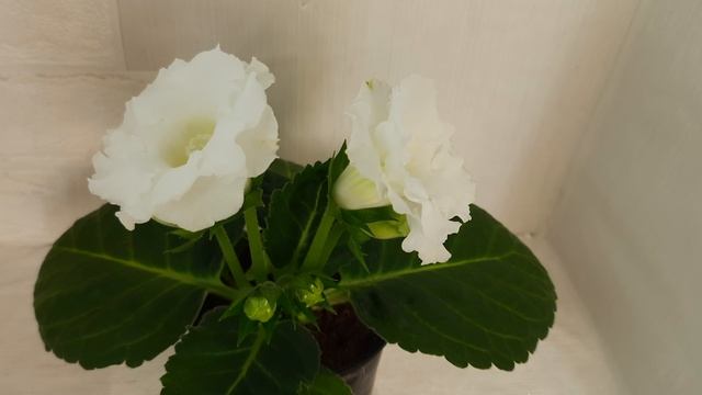 Глоксинии 2025