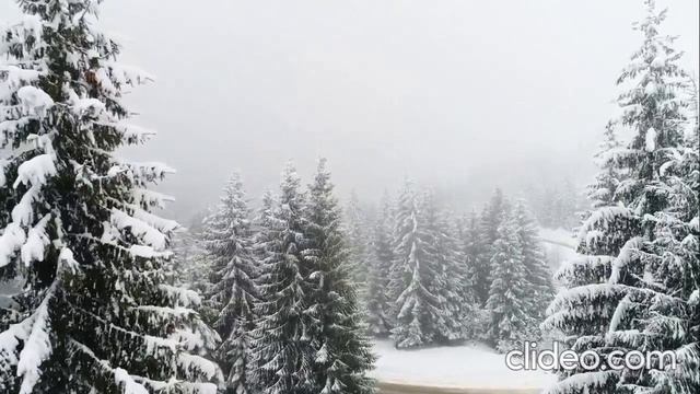 Анна Зырянова-Зима, зима