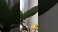 Орхидеи#орхидеи#орхомания#орхомания##орхидеибабочки#?
