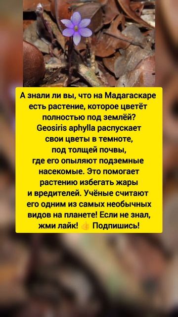 Подземный цветок: тайна без света! Интересный факт. #цв