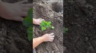 Сажаю лучшие сорта клубники.