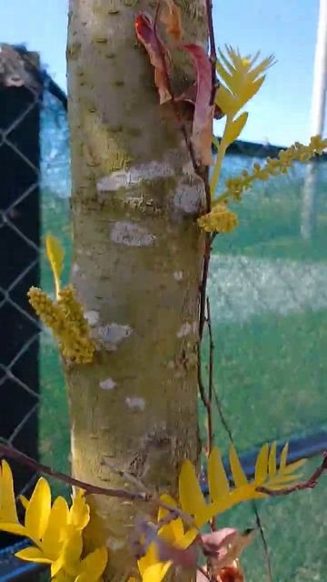 Гледичія колюча Санберст #plants #shortsvideo #shorts #nature #naturelovers #