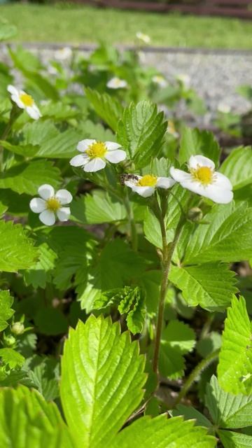 Земляника садовая #цветы #garden #садиогород