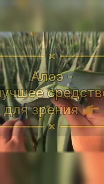 Алоэ - лучшее средство для зрения 😨 #народнаямедицина