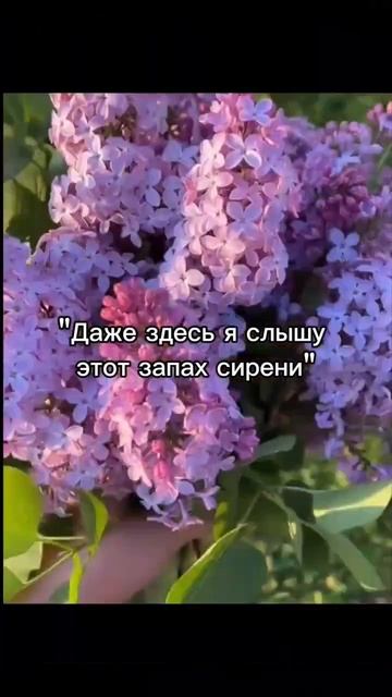 Сирень 💘 #весна #сирень #цветы #рекомендации #реки #лет