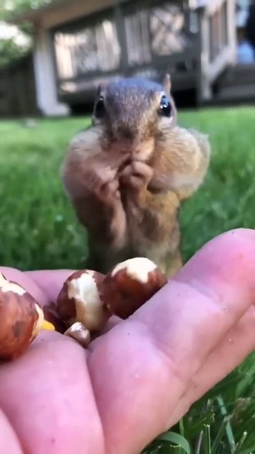 Белочка ест орехи. юморные животные
