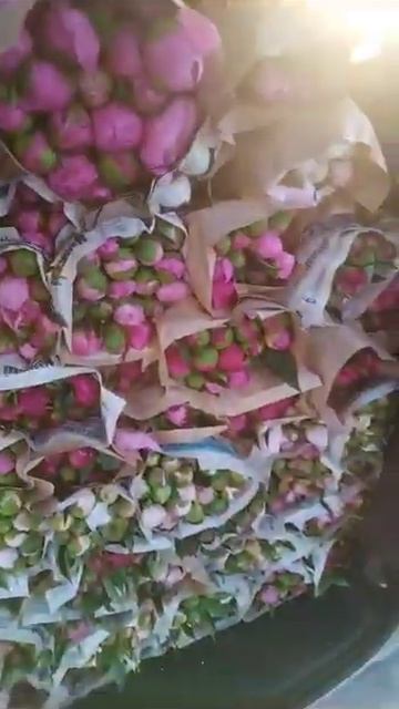 Пионы с Кубани