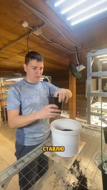 Пересадка лука #гиганты_АМИНОСИЛ_2025 #БуйскиеУдобрения