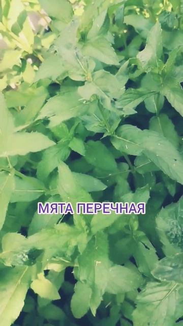 лекарственные растения #душица#мятаперечная#мелисса#?