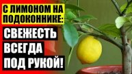 КУПИТЬ РАСТЕНИЕ ЛИМОН ✔ КУПИТЬ ДЕРЕВО ЛИМОНА С ПЛОДАМИ 👍