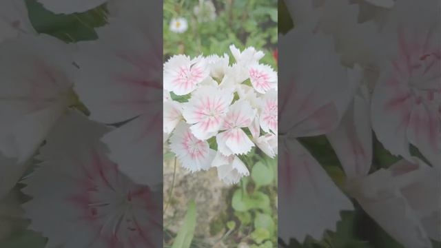 Лютики цветочки у меня в садочке!