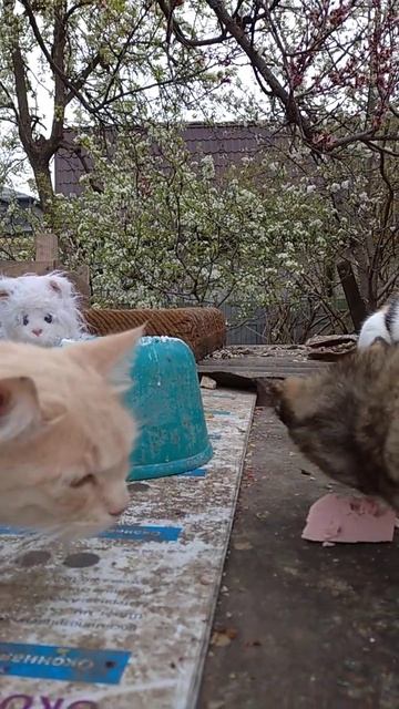 Кошачья мята?