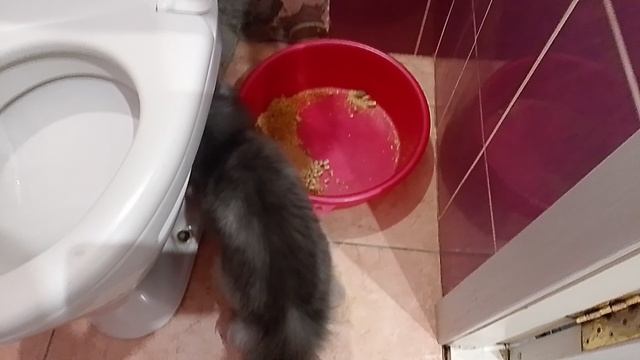 Алиса стена и твалет