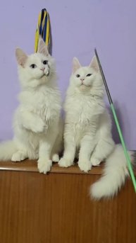 Есть отличие от нормально слышащих котят? #cat #cute #kitten #an