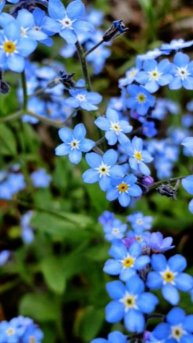Незабудка - весняний настрій