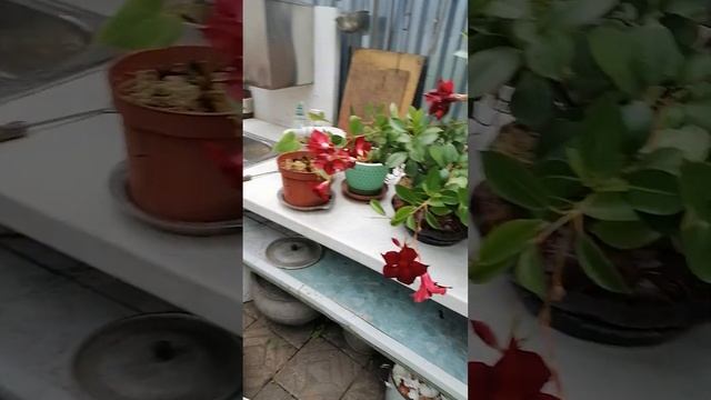 11 июня цветут пионы