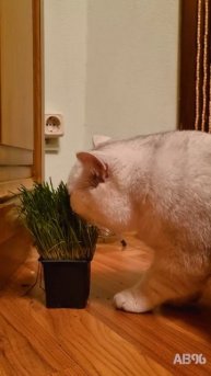 Кошка ест траву / The cat is eating grass #cat #animals #scottishfold #кошка #к?