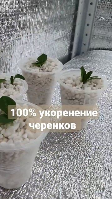 укореняется всё 100%.#цветы #мама #мамавдекрете #маминак?