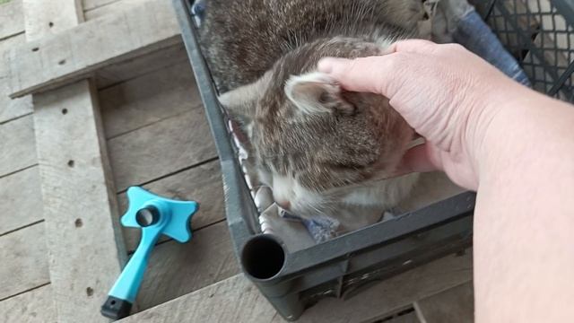 Что с моей рассадой? Ездили в больницу.