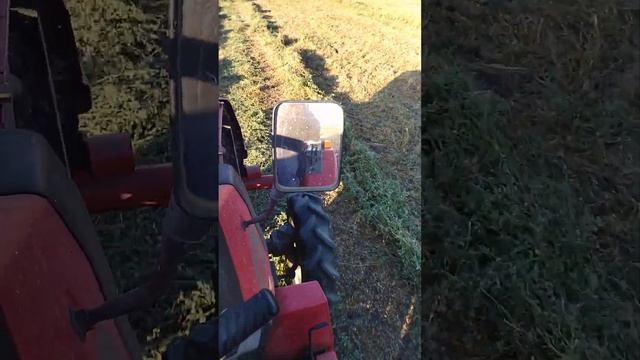 Сгребаем люцерну земля в трещинах 17.08.2023г
