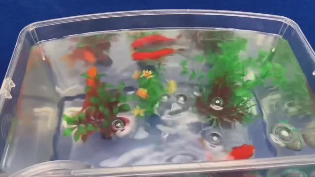 Аквариум с пузырьками без компрессора и розетки — тихий DIY за вечер