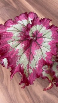 Бегония декоративно-лиственная Raspberry