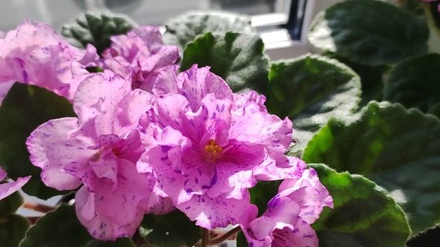 Цветение моих новинок и старых сортов.