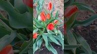 Аудио рассказ "Бракованный щенок"