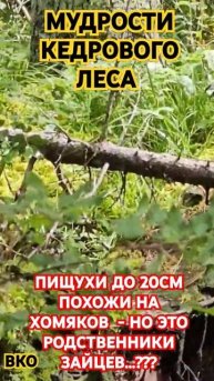 ИМЕЮТ БОЛЬШИЕ УШИ?#кедр #пишуха #лес #природа #здоровье