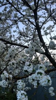 Вишня в цвету