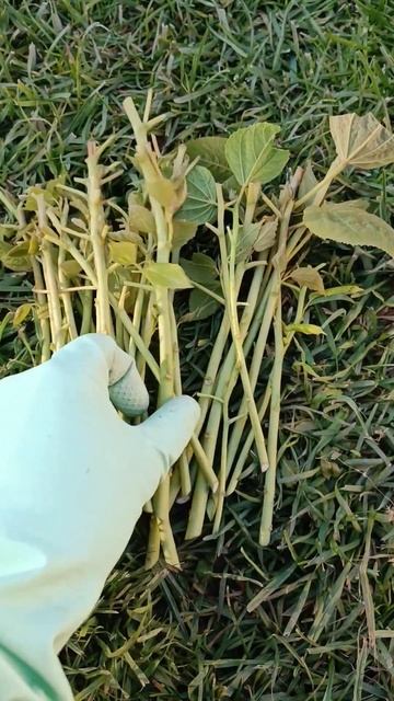 Черенкование гибискуса - простой процесс 🌱#гибискус #