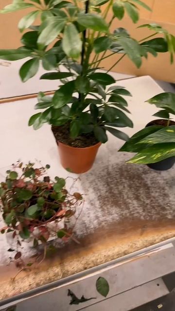 Маленький улов 🌱 #растения #plants #комнатныерастения
