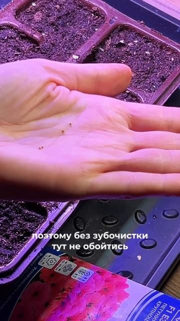 Новинки петуний от Семко. Начинаем рассадный сезон.