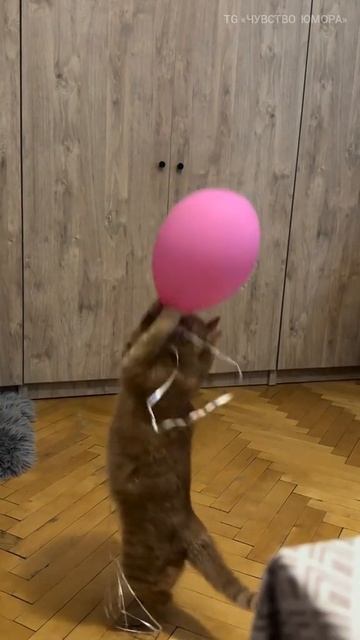 шарик вот
