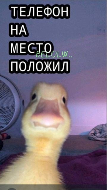 оцените пожалуйста😅