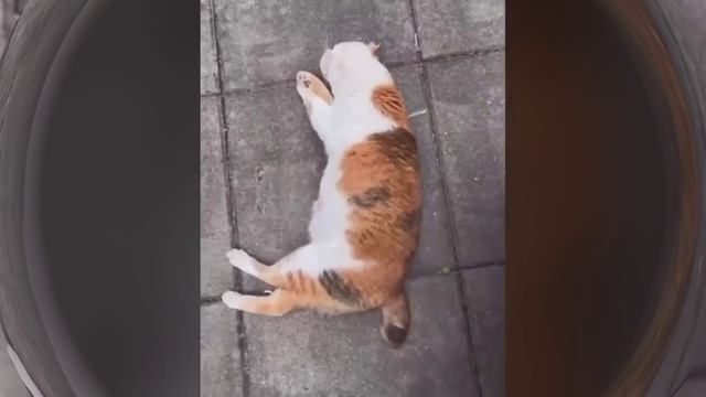 КотЭ (1)