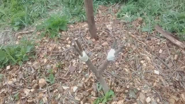 Сохраняем автохтонные сора яблонь