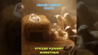 Почему Сын Божий, Иисус, родился в хлеву и был положен ?