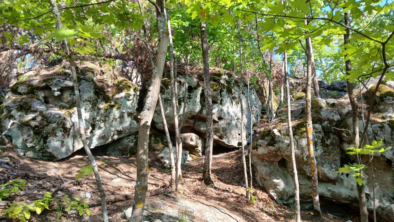 Рачейский бор, Самарская область_06.05.2025