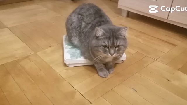 кот смотрит сколько еще жрать можно еще 10000000 милионов кг жрать могу халява