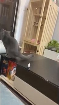 Котики не едят тортики #кот #котики #тренды #рек #реком