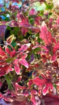 #shorts Неопалимая Купина . Burning Bush. № 106 #цветы #дача #plants