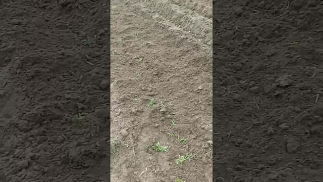 И вот настало время сажать картошечку ..mp4