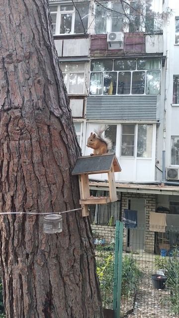 бельчонок не из пугливых