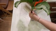 100 дней пересадки: аглаонема паттайя бьюти | Замиолия