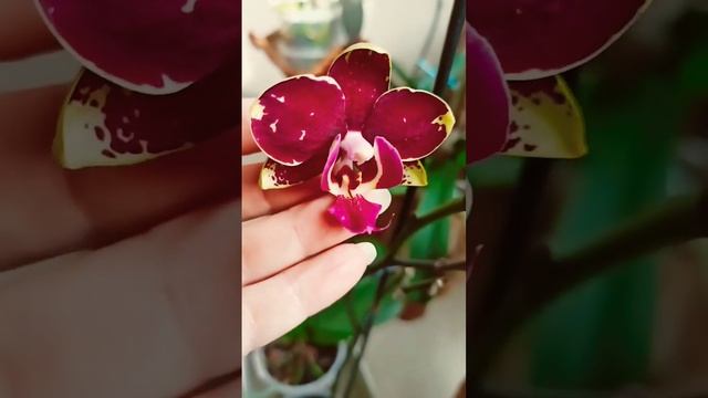 Уценки проснулись🔥Орхидея фаленопсис аля asian dragon или