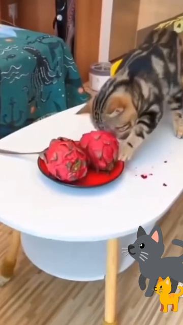 Жадный кот😸
